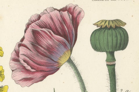 1854 Hand-Colored Botanical Lithograph of Rapeseed and Poppy, close-up 1