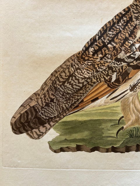 Strix Otus, Antique Long-Eared Owl Print by Nozeman & Sepp, 1809, view 10