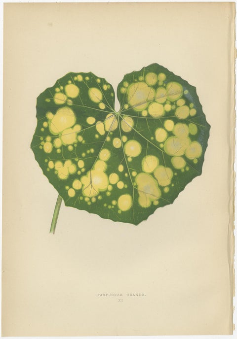 Set of 8 Botany Prints, Begonia Rex, Cissus Discolor '1891', view 7