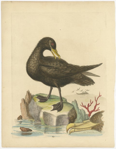 Antique Bird Print of the Great Black Petrel, view 2