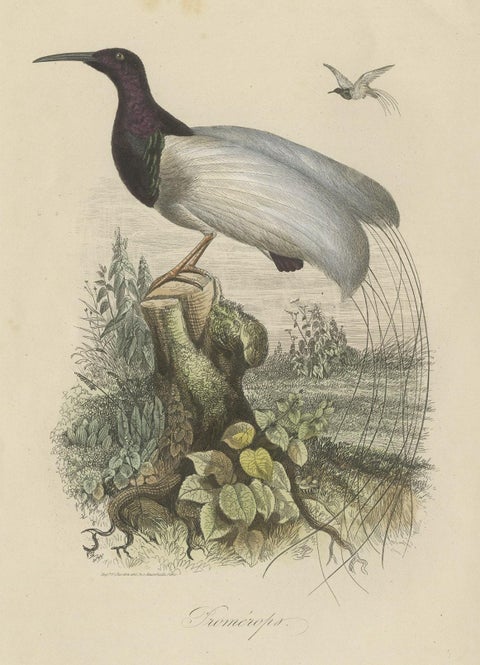 Antique Print of a Beautiful Handcolored Sugarbird, 1854, close-up 1