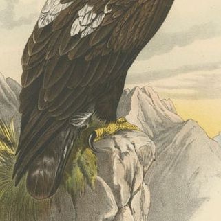 Birds of Prey, Antique Prints of Eagles and Falcons, Set of Three, 1894, close-up 1