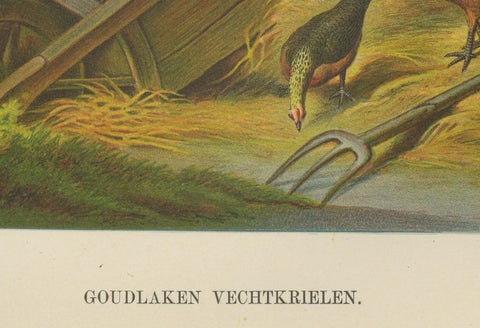 The Lively Golden Bantam Game Fowl - A Rare 19th Century Poultry Lithograph, close-up 2