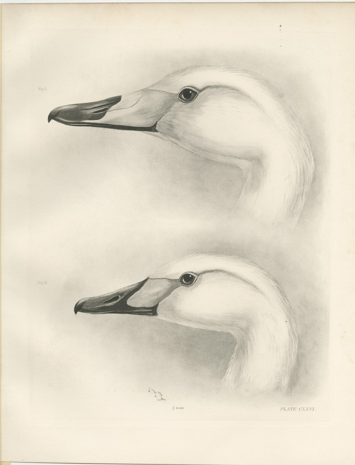 Heads of the Wild Swans, Antique Bird Print after Lilian Medland, circa 1909