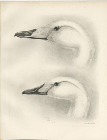 Heads of the Wild Swans, Antique Bird Print after Lilian Medland, circa 1909