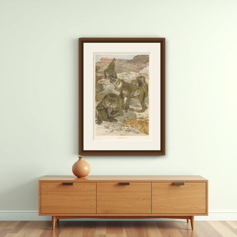 Baboons, Antique Primate Print, British Natural History Illustration 1894, shown framed on a wall