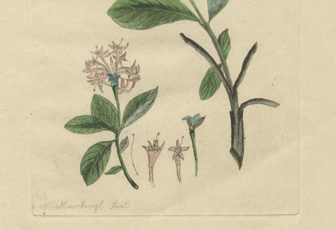 Wings and Wonders of the Garden, Rare Botanical and Butterfly Plates from 1775, close-up 1
