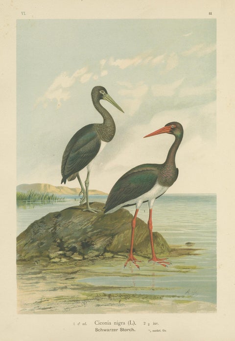 Black Storks by the Water, Elegant Antique Bird Chromolithograph c.1880, close-up 1