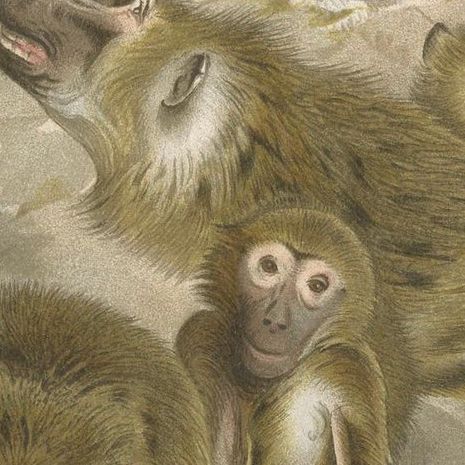 Baboons, Antique Primate Print, British Natural History Illustration 1894, close-up 6