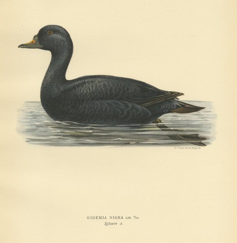 Antique Bird Print of the Black Scoter by Von Wright, 1929, view 4