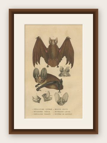 1845 Handcolored Bat Engraving: A Study of Chiroptera Diversity, shown framed