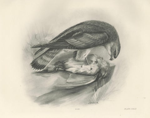 Antique Merlin Falcon with Prey Print by Lilian M. Medland, 1908, close-up 1
