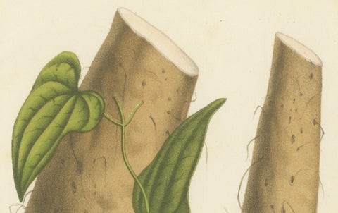 Botanical Illustration of Chinese Yam: Dioscorea Batatas, c.1855, close-up 1