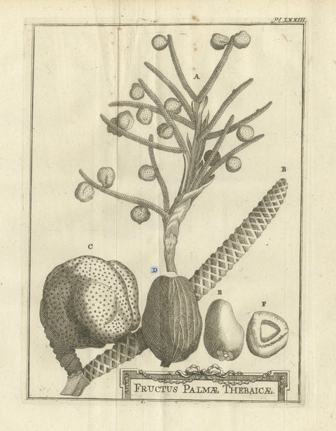 Fruits of the Theban Palm, Botanical Study of Date Palm Egypt c.1776, close-up 5