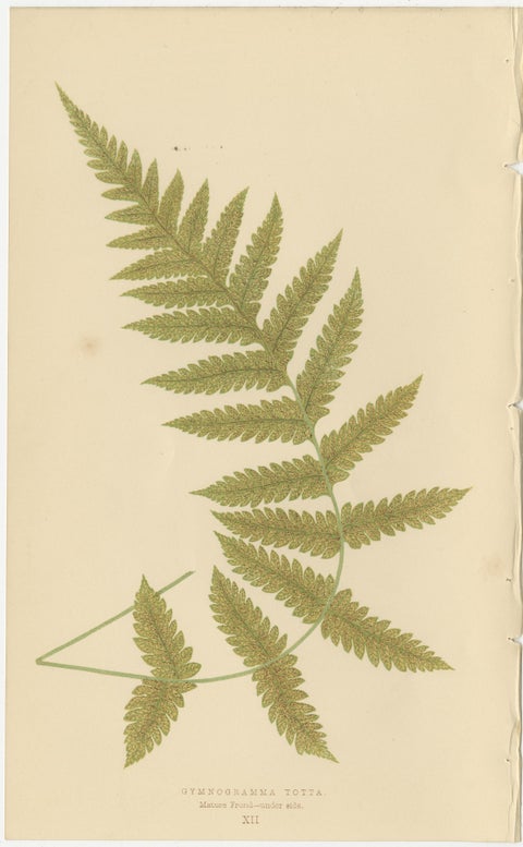 Victorian Fern Botanical Prints, Exotic Decorative Plant Studies Set 1856, view 3