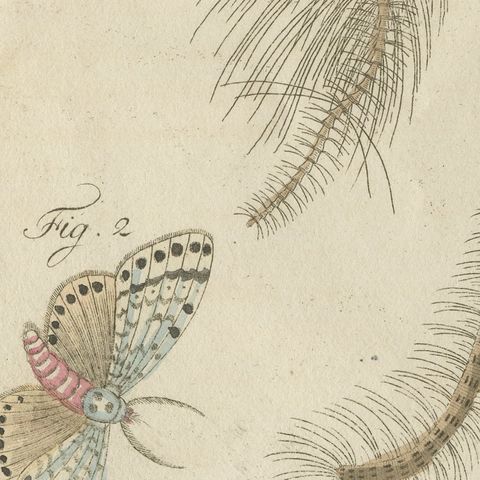 Gnat with Magnified Feathered Head, Antique Bertuch Print, circa 1805, close-up 6
