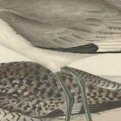 Antique Bird Print of the Semipalmated Sandpiper by Gould, 1832, close-up 2