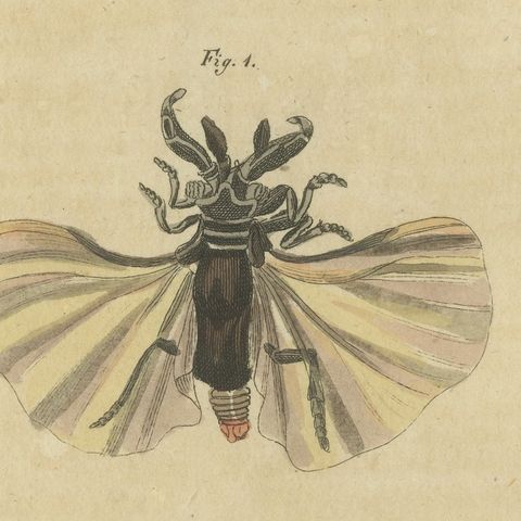 Eleven Flies and Hover Flies, Antique Bertuch Print, circa 1815, close-up 1