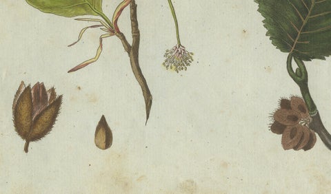 Beech and Elm Leaves, Flowers, and Seeds: A Stunning 1805 Botanical Engraving, close-up 1