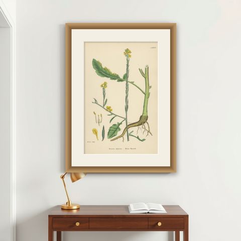 Antique Botany Print 'Hoary Mustard' by J. Sowerby, circa 1860, shown framed on a wall