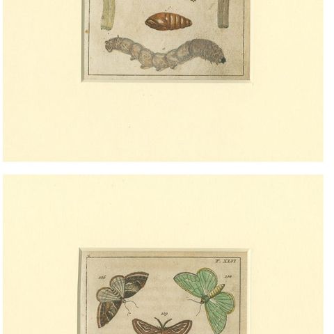 Set of 6 Antique Butterfly Prints Also Showing Caterpillars and Pupae, 1810, close-up 2
