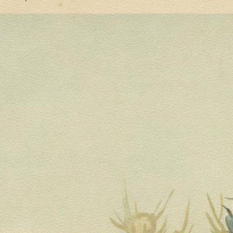 Antique Bird Print of the Upland and Spotted Sandpiper by Naumann, circa 1895, close-up 1