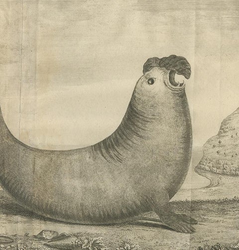 Antique Print of Two Sea Lions on the Shore of Juan Fernandes by Anson, '1749', view 4