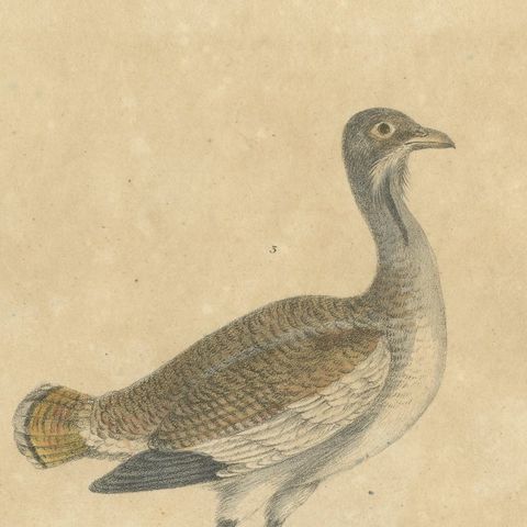 Antique Game Birds & Bustard Lithograph by Karl Joseph Brodtmann, 1816, close-up 6