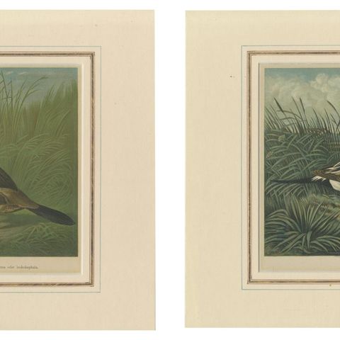 Elegant 1880 Lithographs of Ducks: White-headed Duck and Northern Pintail, close-up 2