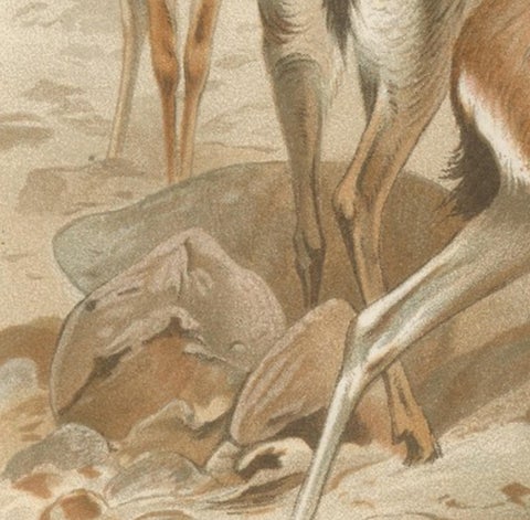 Dorcas Gazelle, Antique Desert Antelope Chromolithograph, 1894, view 8