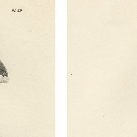 Pair of Antique Zoological Engravings, Exotic Mammals, c.1830, close-up 3