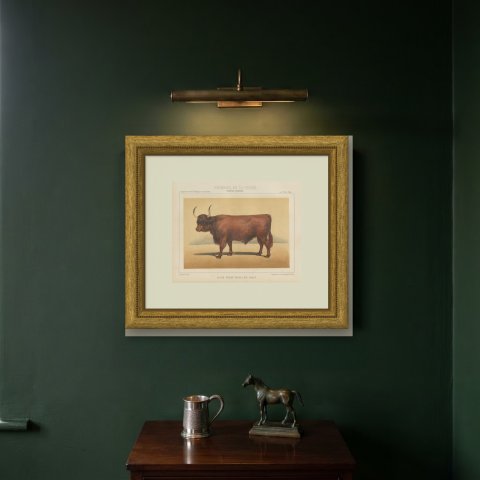 West Highland Ox, Scottish Cattle Chromolithograph by Olivier de Penne, 1863, shown framed on a wall