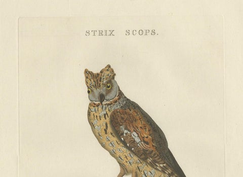 Eurasian Scops Owl Print, Antique Dutch Ornithology by Sepp & Nozeman, c.1770, view 3
