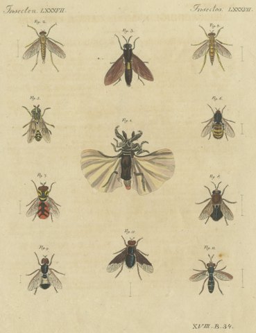 Eleven Flies and Hover Flies, Antique Bertuch Print, circa 1815