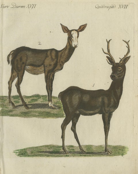Hand-Colored Antique Engraving of a Male and Female Deer, Published in 1820, view 2