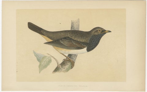 Set of 2 Antique Bird Prints of a Pale Thrush and Black-Throated Thrush, view 2