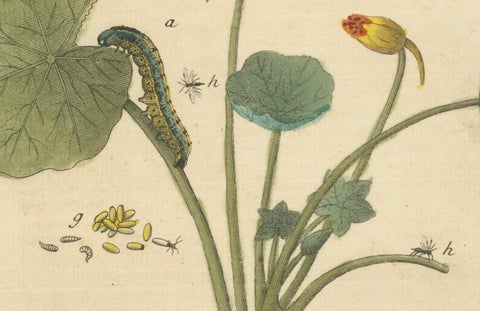 Elephant Hawk-Moth and Bedstraw from A Natural History of English Insects, 1749, close-up 2