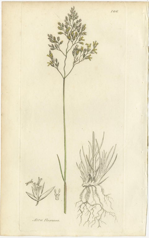 Eight Antique Botanical Engravings of Aira, Avena & Holcus Meadow Grasses, 1830, view 3