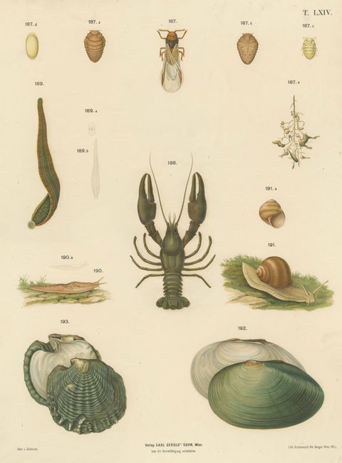 Large Antique Zoology Poster, Crayfish, Leeches, Snails, Insects c.1880, close-up 1