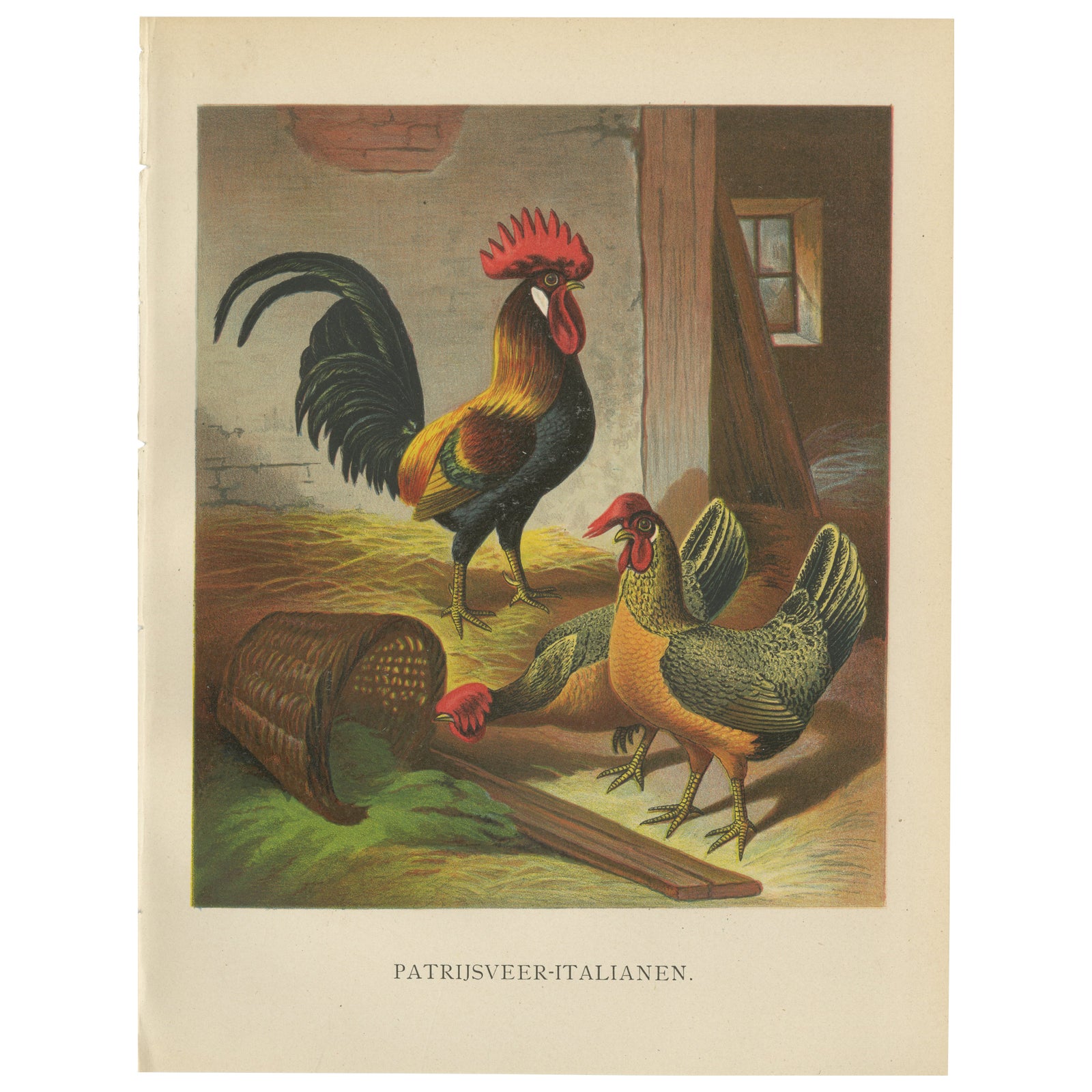 The Regal Partridge Italian Chicken - A Rare 19th Century Poultry Lithograph