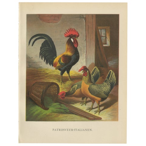 The Regal Partridge Italian Chicken - A Rare 19th Century Poultry Lithograph