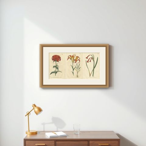 Three Botany Prints Full Color Original Engravings, 1794, shown framed on a wall