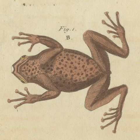 Five Frogs Including a Striped Frog, Antique Bertuch Print, Vienna, circa 1815, close-up 1