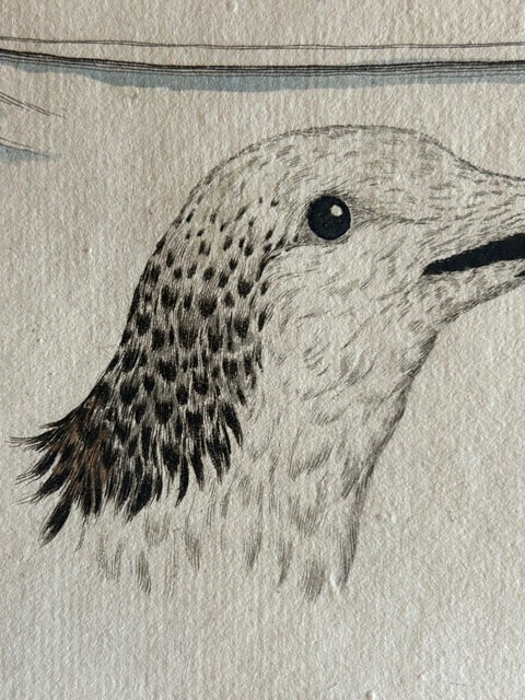 Sandwich Tern, Sterna Cantiaca, Antique Hand-Coloured Bird Print, c.1829, view 9