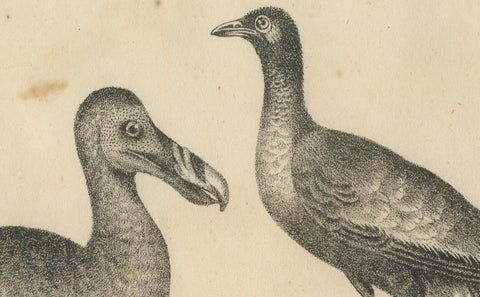 Antique Print of The Extinct Dodo and the Trumpeter Bird, 18th Century, close-up 4