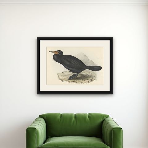 Antique Bird Print of the Great Cormorant or Black Shag, 1832, shown framed on a wall