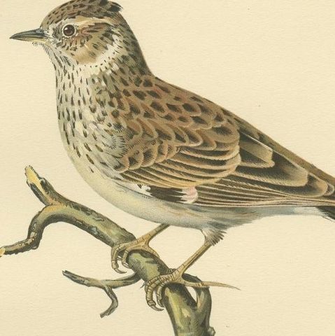 Antique Bird Print of The Woodlark by Von Wright, 1927, close-up 2