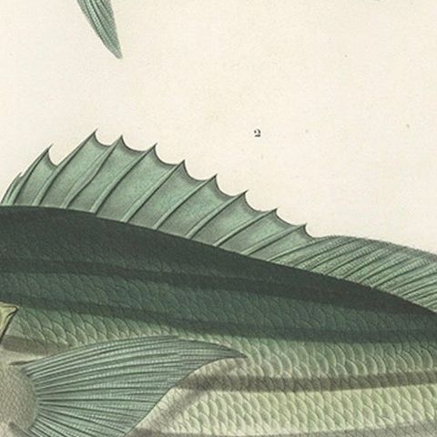 Tropical Fish Engraving, Parrot Hind and Diacope, Paris 1846, close-up 5