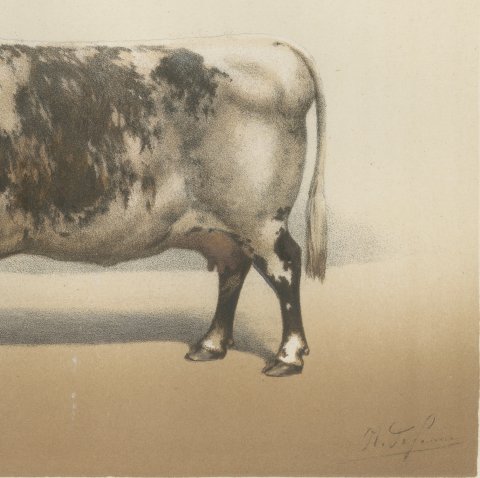 Durham Shorthorn Cow, British Cattle Chromolithograph by Olivier de Penne, 1863, close-up 3