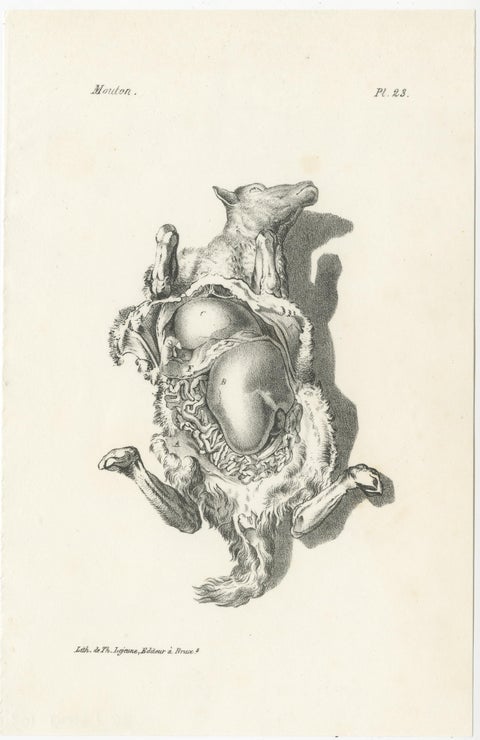 19th Century Animal Anatomy Prints by Lejeune, circa 1840, view 7